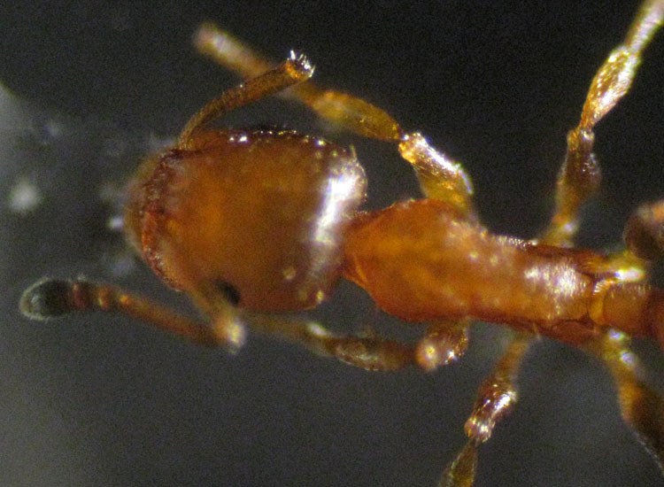 Temnothorax sp. (Formicidae)